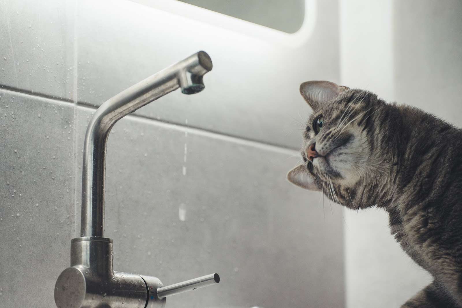 Grey tabby cat looking sideways at a dripping faucet.