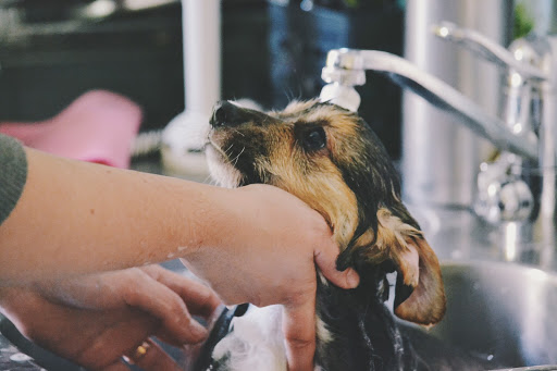 small dog being bathed in a sink.